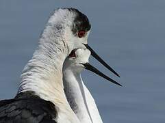 Black-winged Stilt