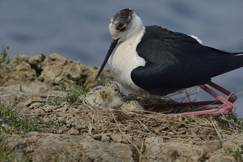 Black-winged Stilt, close-up portrait, Reproduction-nesting