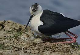 Black-winged Stilt