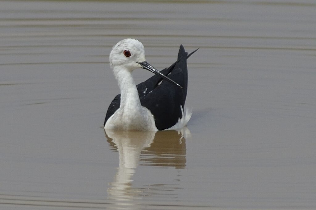 Black-winged Stilt female adult, Behaviour