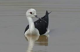 Black-winged Stilt