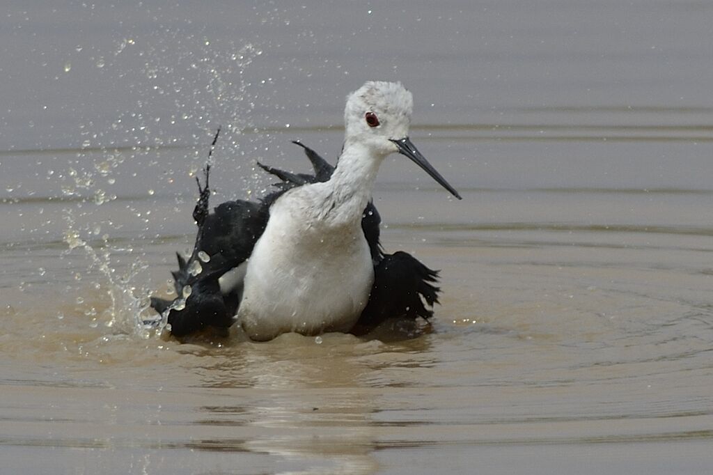 Black-winged Stilt female, care