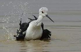 Black-winged Stilt