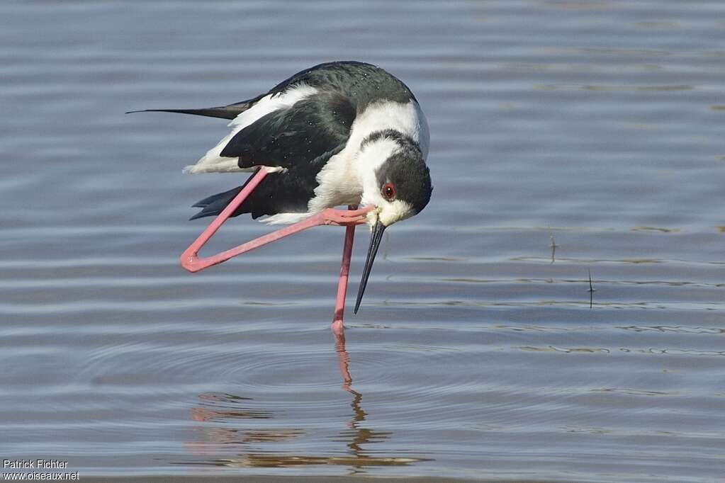 Black-winged Stilt male adult, care