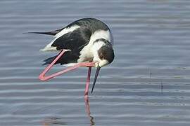 Black-winged Stilt