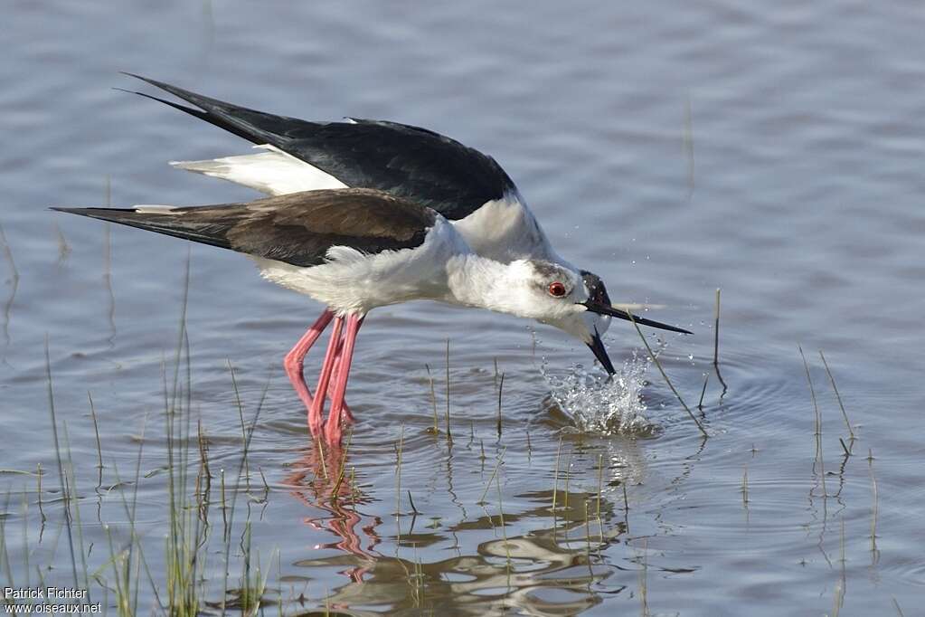 Black-winged Stiltadult breeding, pigmentation, mating.