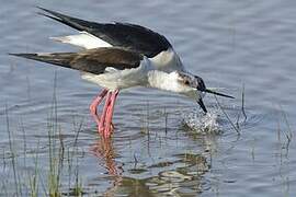 Black-winged Stilt