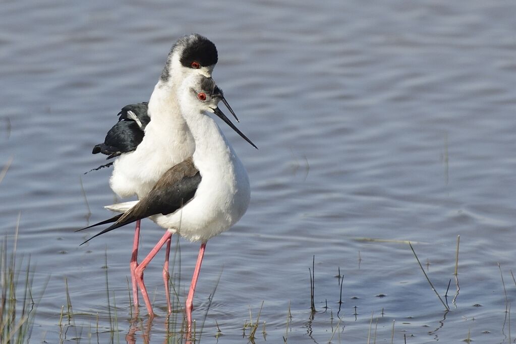 Black-winged Stiltadult, mating.