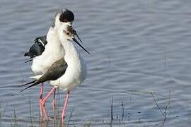 Black-winged Stilt