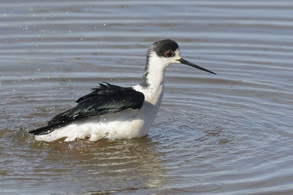 Black-winged Stilt male adult, care