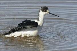 Black-winged Stilt