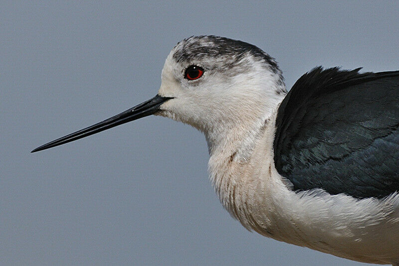 Black-winged Stilt male adult