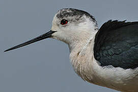 Black-winged Stilt