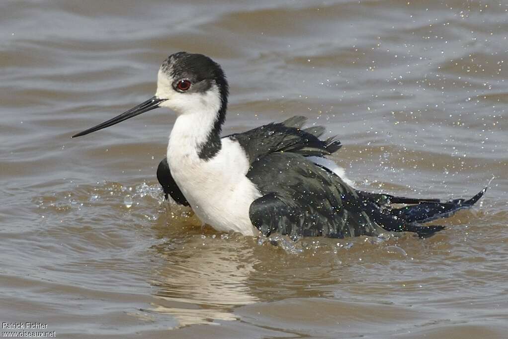 Black-winged Stiltadult breeding, care