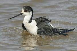 Black-winged Stilt