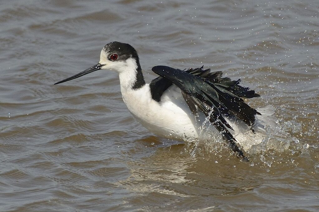 Black-winged Stilt male adult breeding, care