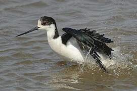 Black-winged Stilt