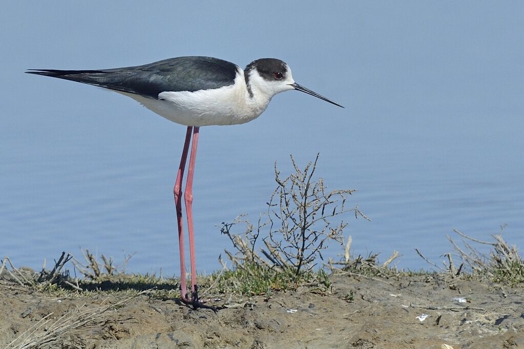 Échasse blanche mâle adulte nuptial, habitat