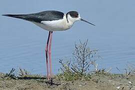 Black-winged Stilt