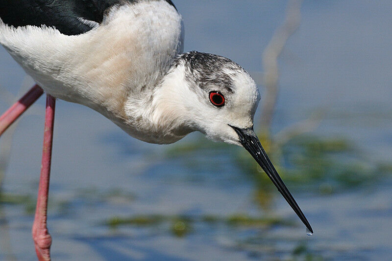 Black-winged Stilt male adult