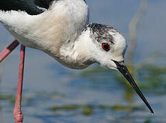 Black-winged Stilt