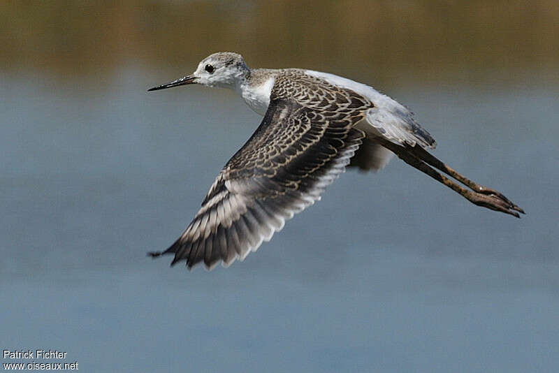 Black-winged Stiltjuvenile, Flight