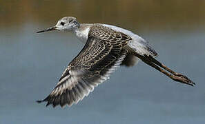 Black-winged Stilt