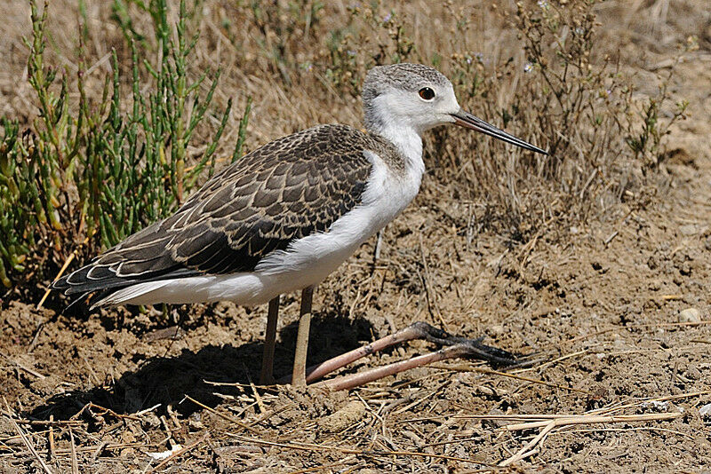 Black-winged StiltFirst year