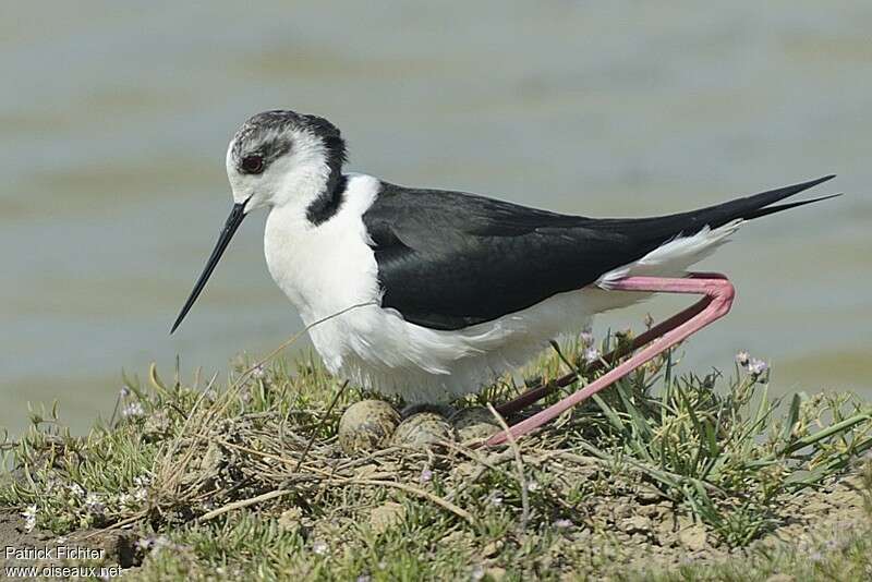 Black-winged Stilt male adult, Reproduction-nesting