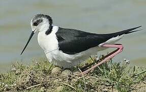 Black-winged Stilt