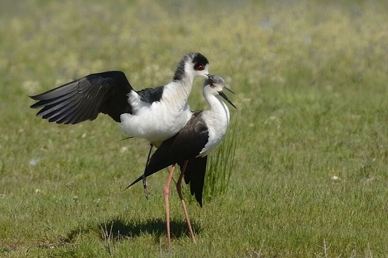 Black-winged Stilt adult breeding