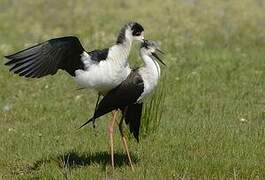 Black-winged Stilt