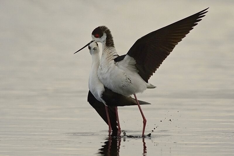 Black-winged Stilt adult breeding