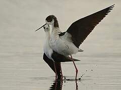 Black-winged Stilt