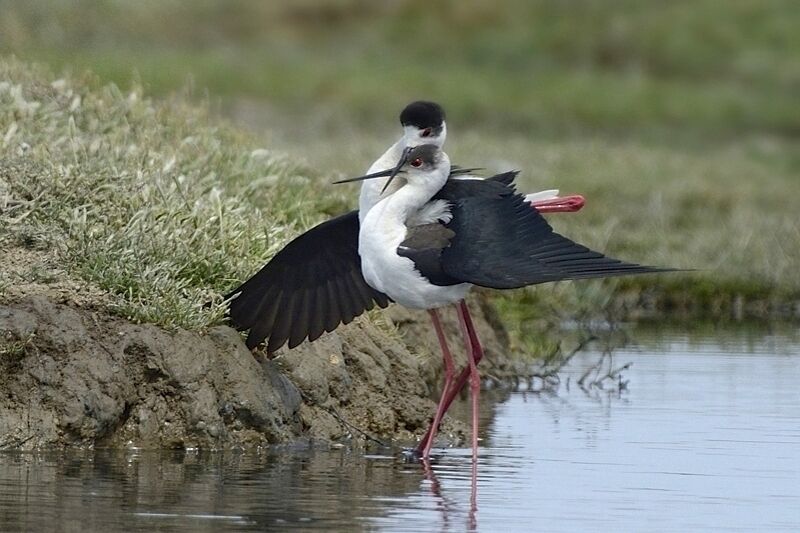 Black-winged Stilt adult breeding