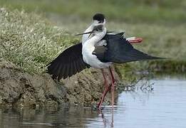 Black-winged Stilt