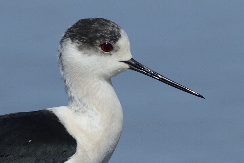 Black-winged Stilt male adult post breeding, close-up portrait