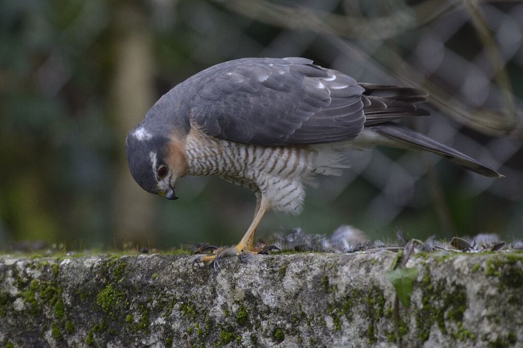 Eurasian Sparrowhawk male adult, identification