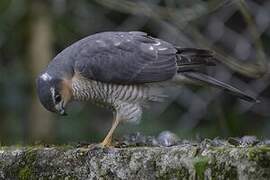 Eurasian Sparrowhawk