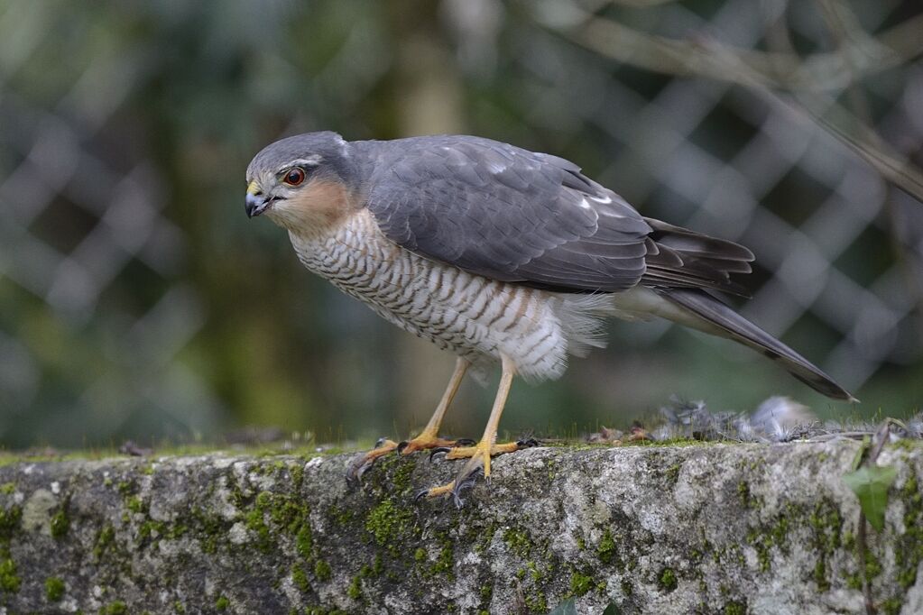 Eurasian Sparrowhawk male adult, clues