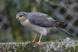 Eurasian Sparrowhawk