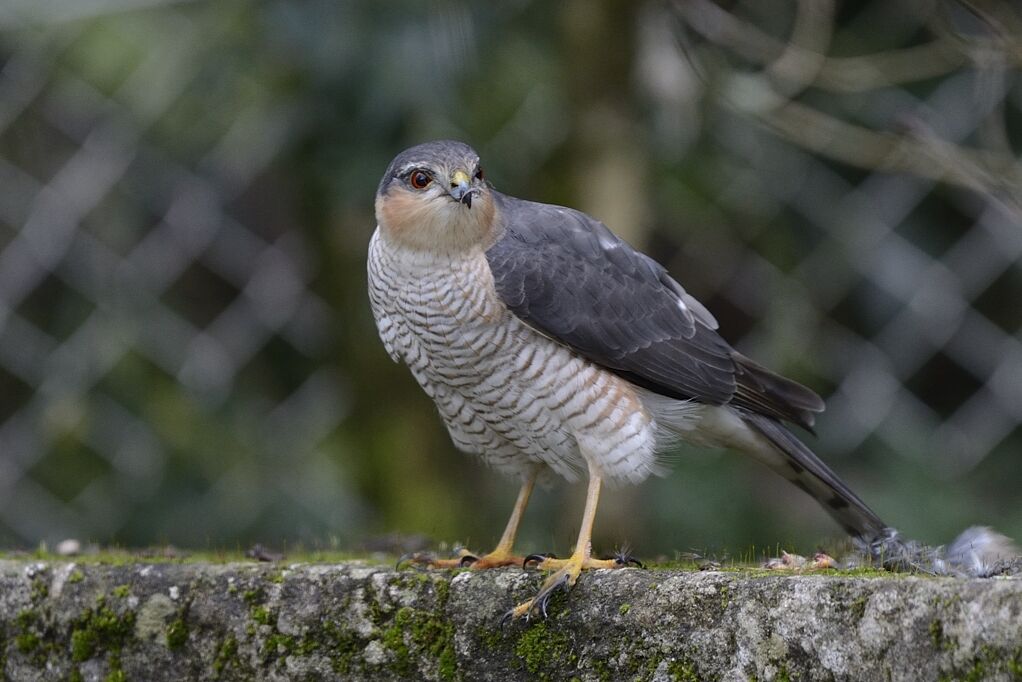 Eurasian Sparrowhawk male adult, clues