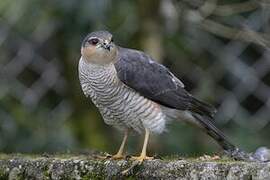 Eurasian Sparrowhawk