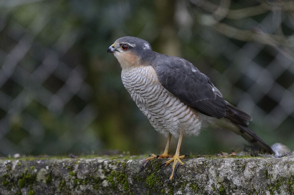 Eurasian Sparrowhawk male adult, close-up portrait