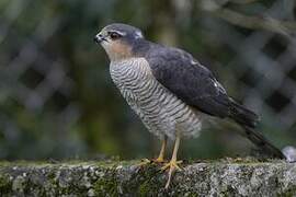 Eurasian Sparrowhawk