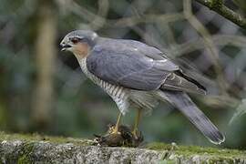 Eurasian Sparrowhawk