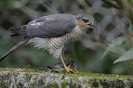 Eurasian Sparrowhawk