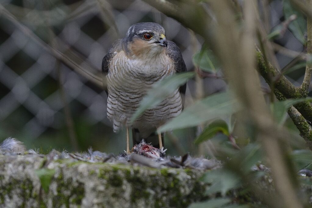 Eurasian Sparrowhawk male adult, eats