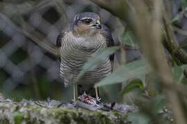 Eurasian Sparrowhawk