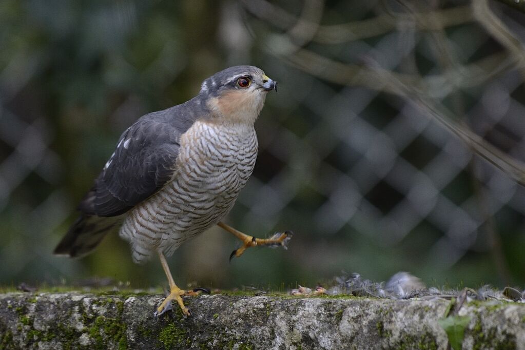 Eurasian Sparrowhawk male adult, clues